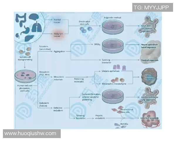 竞技体育项目多元化发展趋势与未来挑战探讨 竞技体育项目多元化发展趋势与未来挑战探讨